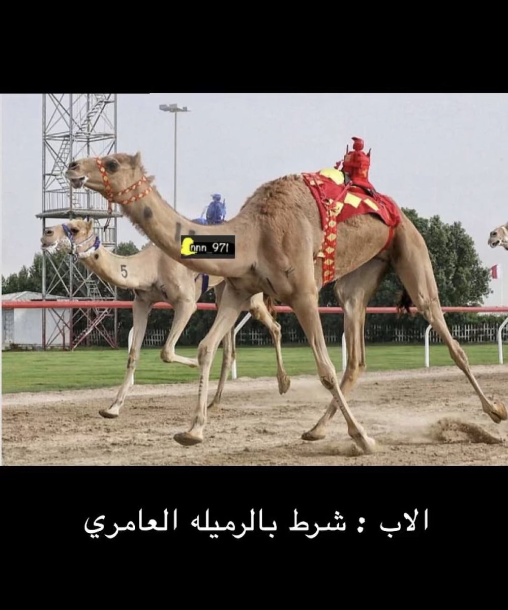 سناب الهجن (@hjn_ar) on Twitter photo 