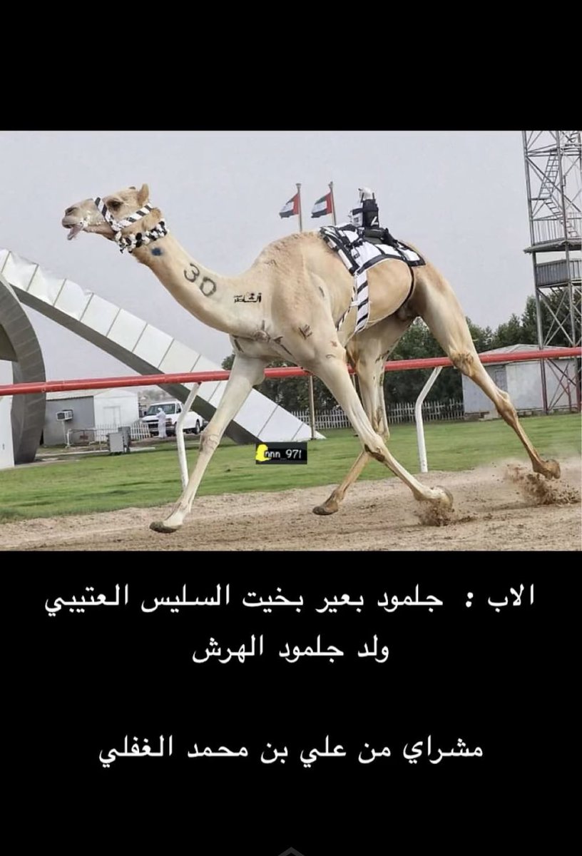 سناب الهجن (@hjn_ar) on Twitter photo 