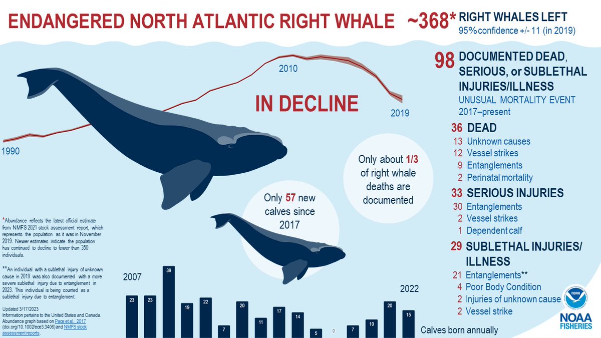 SHIP STRIKES & FISHING LINE ENTANGLEMENTS pushing NORTH ATLANTIC RIGHT WHALES close to extinction faster than ever. Fewer than 340 left. Females are dying at faster rates, birth rates are down
We can't afford to lose any
✍️#RightWhaleToSave
act.pewtrusts.org/10VDTlZ
@pewenvironment