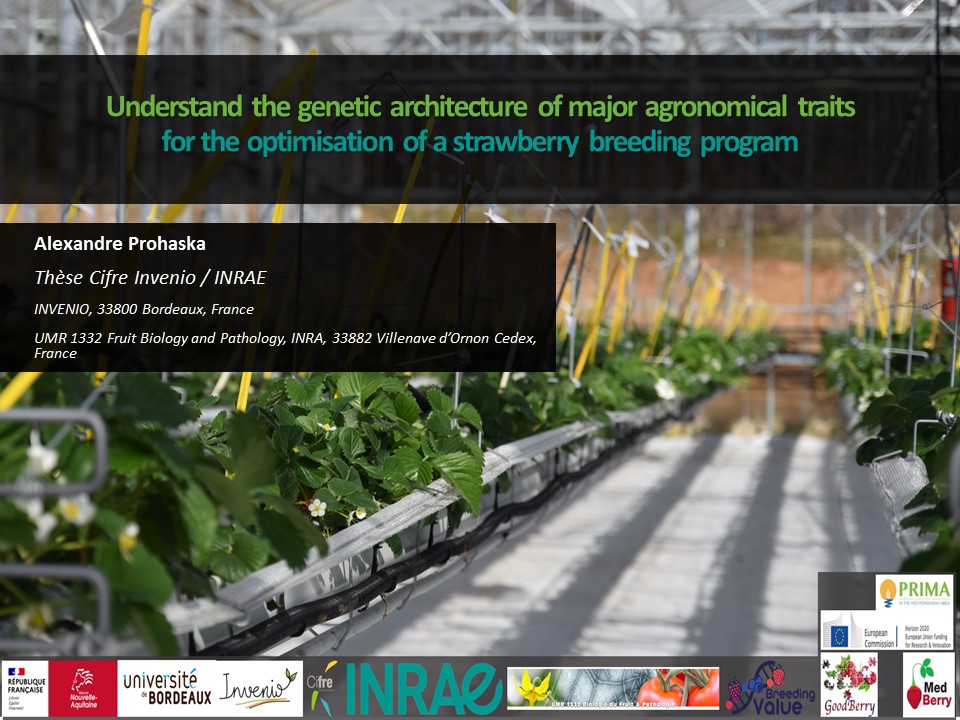 INVENIO - pôle Innovation Variétale Fraise tweet media