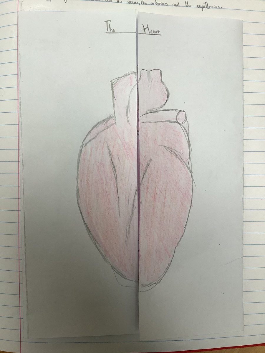 NPSMiss_Jenkins's tweet photo. As part of our science today we looked at the key parts of the circulatory system and drew some very detailed diagrams! #NPSScience https://t.co/AXJuBxeSdV