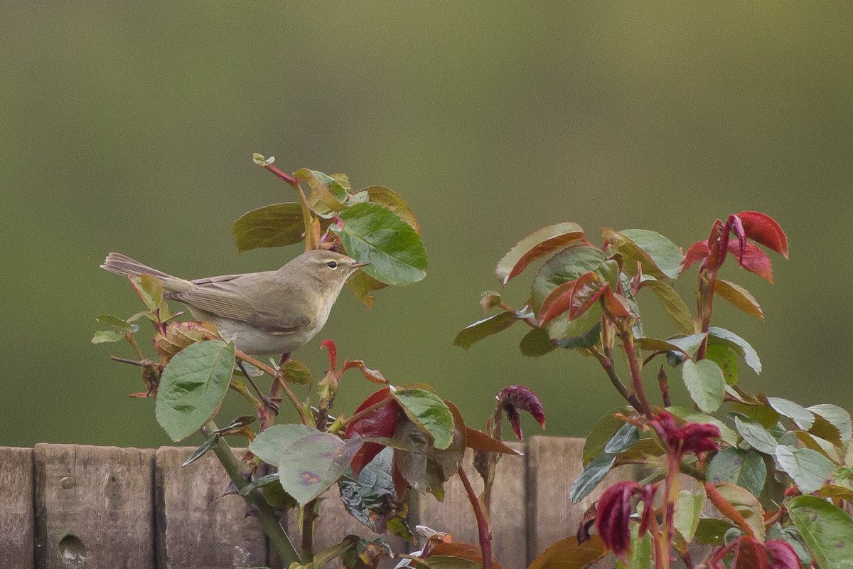 Today's garden visitor was helpfully removing the aphids from Mrs S's roses. 
(First Chiffchaff seen in our little garden)