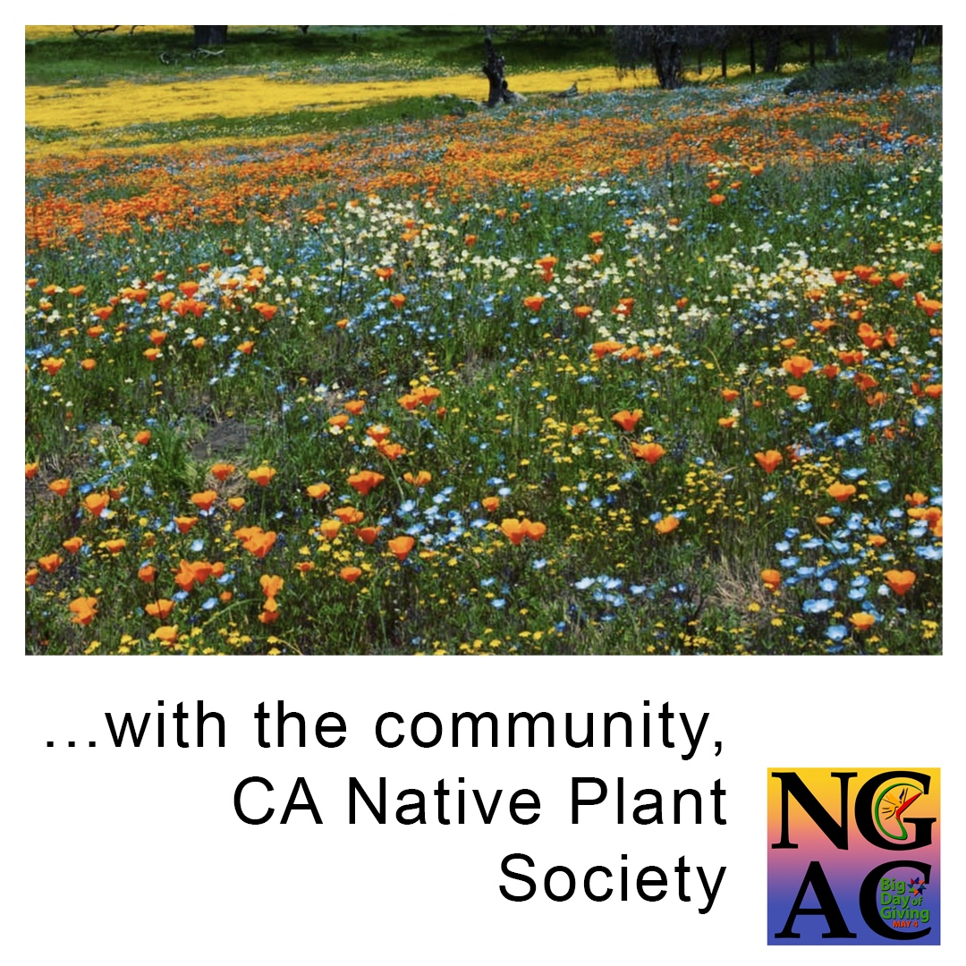 TOMORROW 4/27 11am-1pm The Natomas Garden & Arts Collective is proud to announce an official ribbon cutting ceremony for our community's newest pollinator garden.
Bee 🐝 There

#gardenland_northgate_gnna #xercessociety #californianativeplantsociety #mySMUD #SustainableCommunities