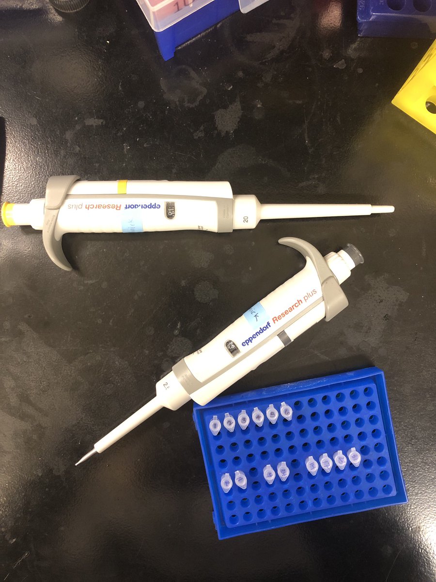 C_Bruno9's tweet photo. From routine PCR to setting up every day transformation, my trusty Eppendorf pipettes have been on my side since I “borrowed” it from my labmates bench and I refuse to use a different one! 👩🏼‍🔬 #EppendorfLife https://t.co/3gjBbtFAcA
