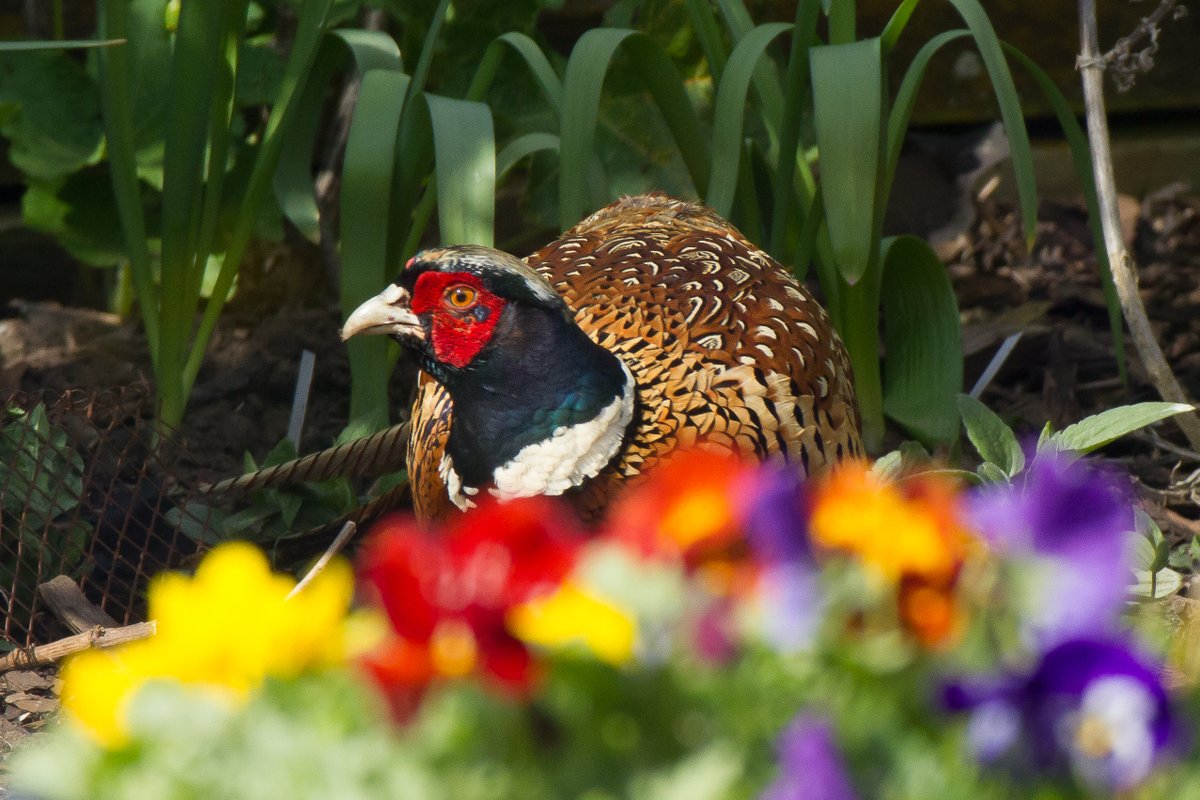 Yesterday's garden visitor was lurking behind a pot of pansies...