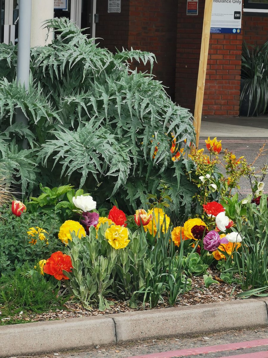 Katalin Csep RN BSC tweet media