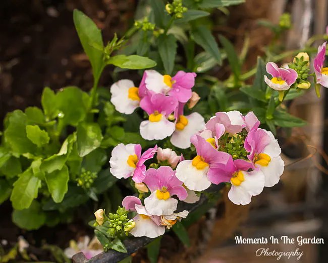 MomentsintheG's tweet image. With greenhouse protection the hanging baskets and containers are coming on well.  Love the combination of calibrachoa and lobelia with contrasting lamium.  #hangingbaskets #basketstuffers #greenhouseprotection #momentsinthegardenphotography
