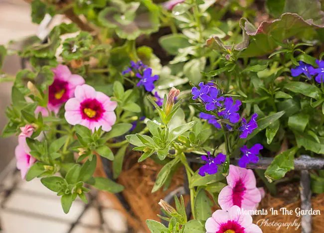 MomentsintheG's tweet image. With greenhouse protection the hanging baskets and containers are coming on well.  Love the combination of calibrachoa and lobelia with contrasting lamium.  #hangingbaskets #basketstuffers #greenhouseprotection #momentsinthegardenphotography