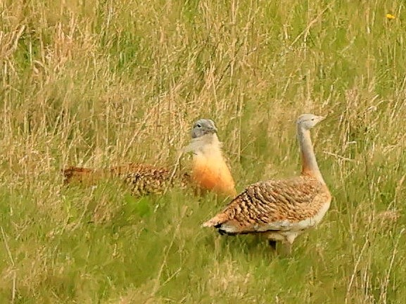 bustardgroup's tweet photo. A successful Life Members Day today.  The weather was kind, and we had good views of the Bustards displaying during the seasonal lek.  

If you are a staunch Bustard fan, please consider supporting the species through membership.  For more info see:  https://t.co/yJ3Hox6aTh https://t.co/H4ju4biVVM