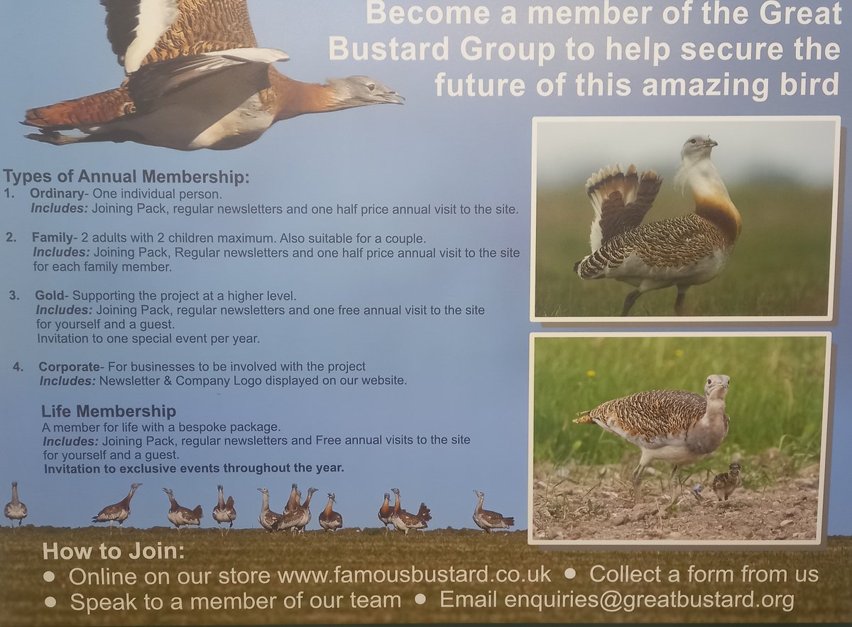bustardgroup's tweet photo. A successful Life Members Day today.  The weather was kind, and we had good views of the Bustards displaying during the seasonal lek.  

If you are a staunch Bustard fan, please consider supporting the species through membership.  For more info see:  https://t.co/yJ3Hox6aTh https://t.co/H4ju4biVVM