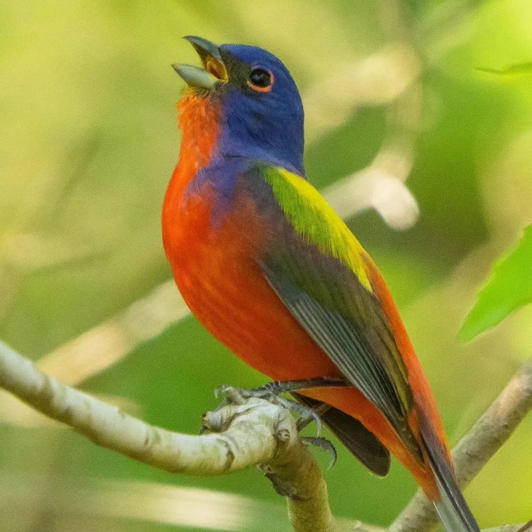 #Repost loonclick Painted Buntings in #habershamsc