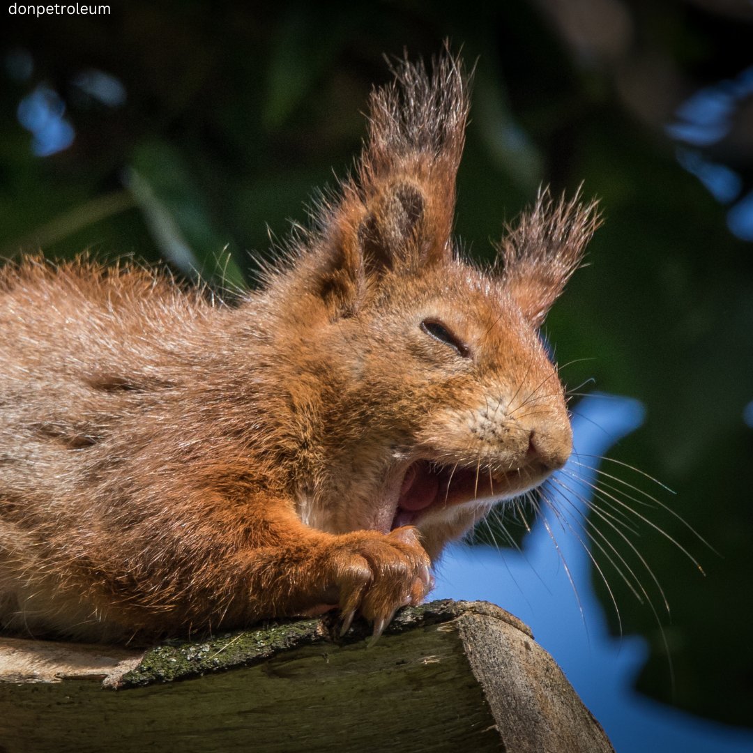 Red squirrels enjoy an afternoon nap 💤 especially when it’s hot! 🌞

#redsquirrels #squirrels #afternoonnap #wildlife #britishwildlife