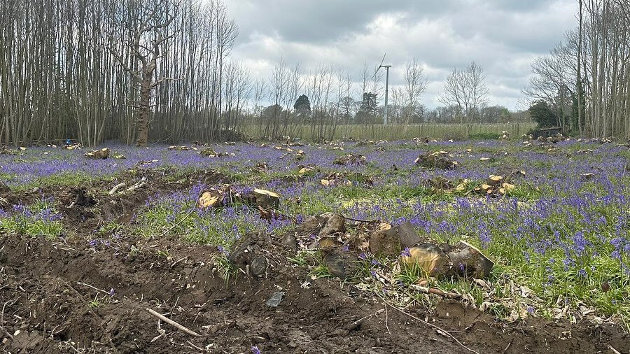We recently coppiced a section of our Chestnut woodland to thin it out and regenerate the growth by letting more light in. 

So lovely to see that it's now a sea of bluebells 💙

#agroforestry #britishbluebells #kentfarm instagr.am/p/CrgGSTDsR5G/