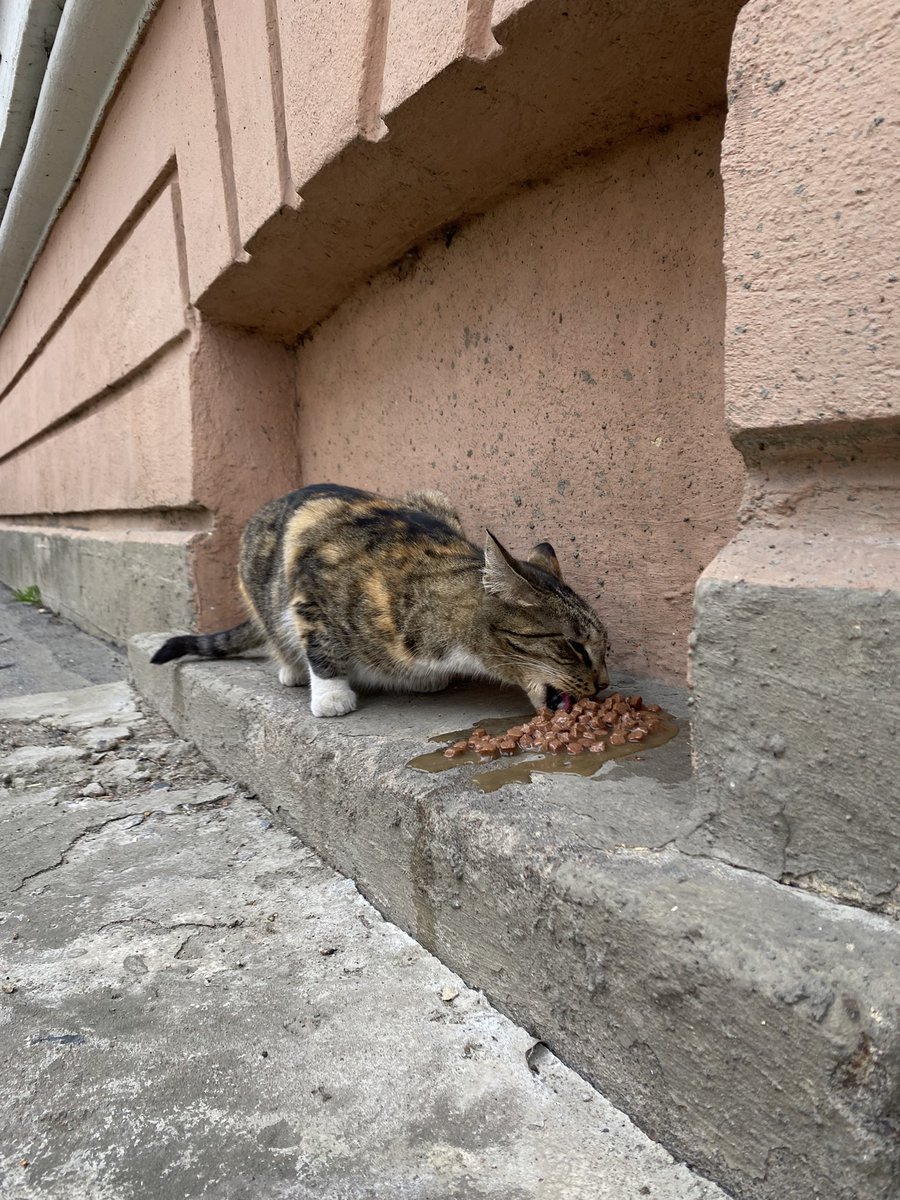 31veesna's tweet photo. с переезда в спб у меня появилось новое хобби… кормить уличных кошек 🥹 https://t.co/rMAfPdJJLH