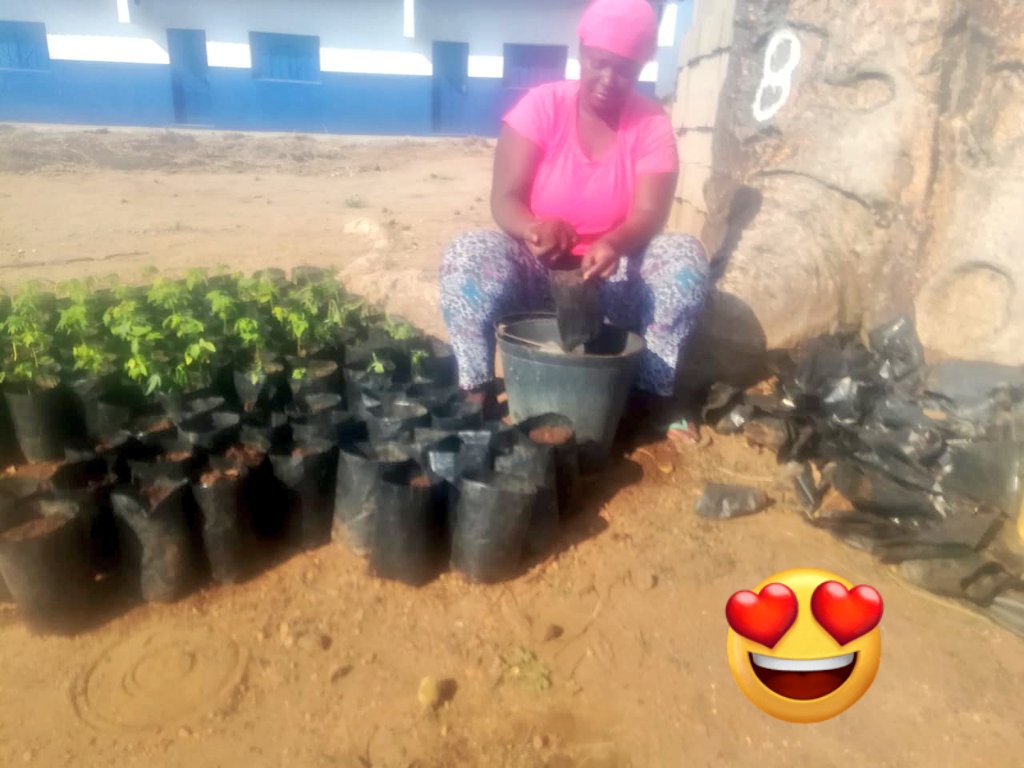 AldeiaMatambo's tweet photo. Preparando #saquinhos para #viveiros de #papaieira
#matambo #Mozambique https://t.co/lLeDPrCiXS