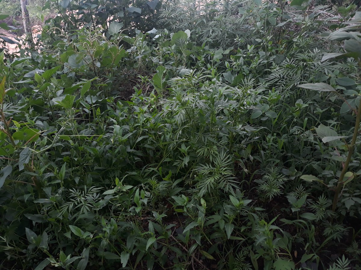 Organic vegetables garden