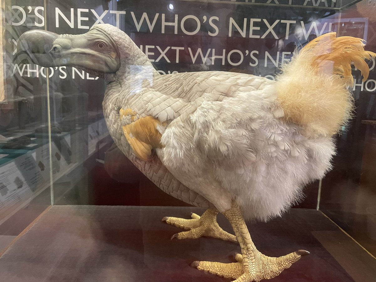 So that’s how big a dodo was! Go look it up at #kendalMuseum open Thursday Friday and Saturdays.