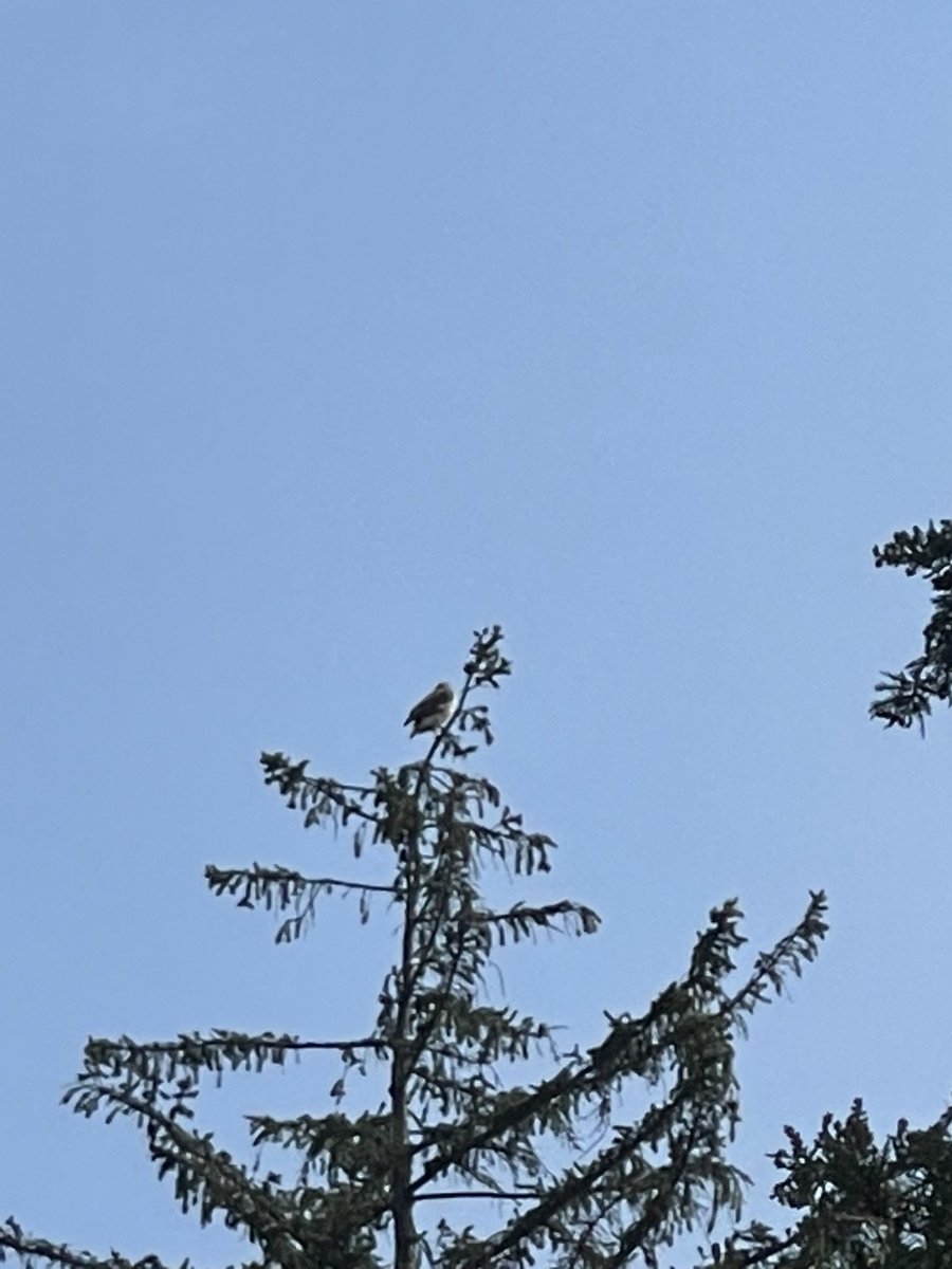 CoraTaningco's tweet image. As I visit my Stella at Harsdale,
Comes a view up above 🦅
#bccp