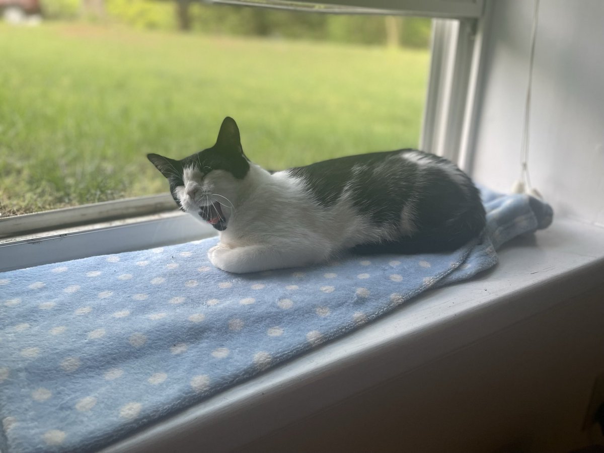 princess_sticky's tweet photo. she slep

she SCREM https://t.co/rRXRSCZ6ii