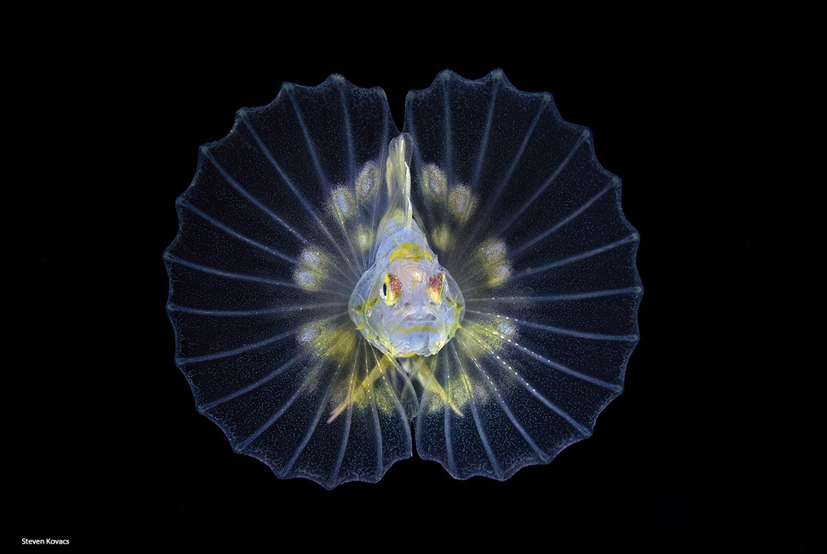 larval Lionfish.  blackwater dive off Anilao, Philippines #ikelite