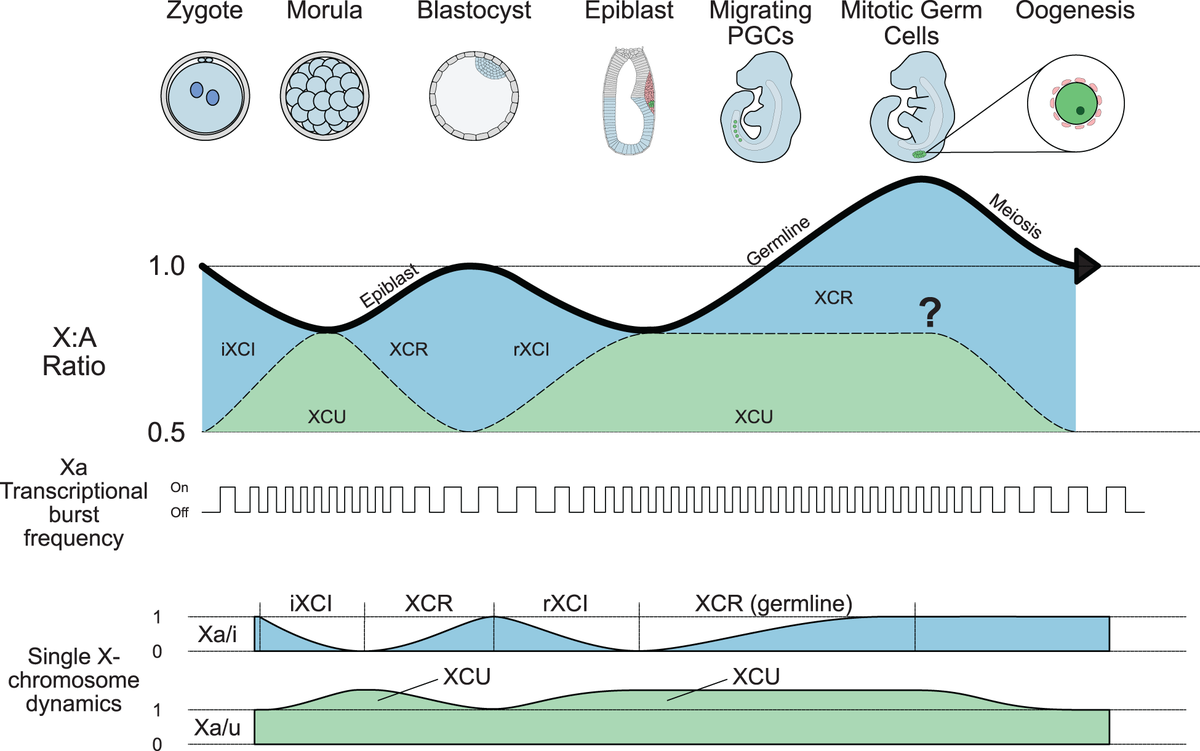 Tom Mattimoe (@tom_mattimoe) on Twitter photo Understand the intricacies of X-chromosome regulation in female germline development with our latest review! Explore this compleX interplay in the recent article from <a href="/PayerLab/">PayerLab</a>, published in <a href="/Biochem_Journal/">Biochemical Journal</a>. Read here: portlandpress.com/biochemj/artic… #germcells #xchromosome #epigenetics Understand the intricacies of X-chromosome regulation in female germline development with our latest review! Explore this compleX interplay in the recent article from <a href="/PayerLab/">PayerLab</a>, published in <a href="/Biochem_Journal/">Biochemical Journal</a>. Read here: portlandpress.com/biochemj/artic… #germcells #xchromosome #epigenetics