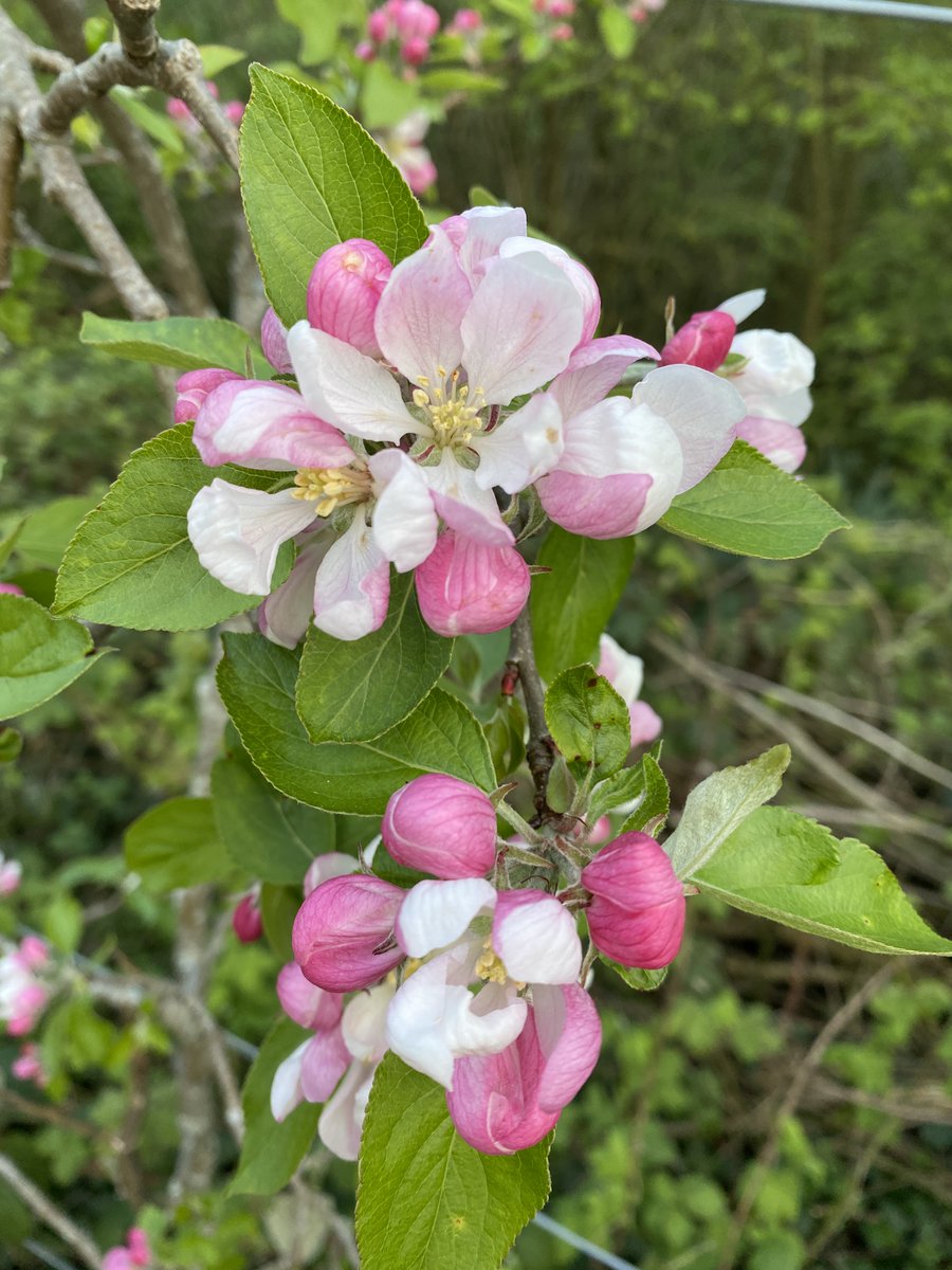 We have some lovely blossoming apple trees just outside the allotment centre at the moment - it's a lovely time of year on site watching everything spring back to life 🌸🌿🍎 #allotments #allotmentlife #greenspace