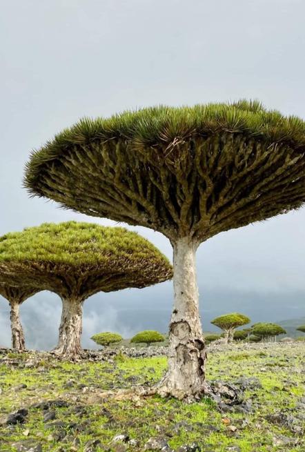 #سقطرى 
موطني ومصدر فخري واعتزازي