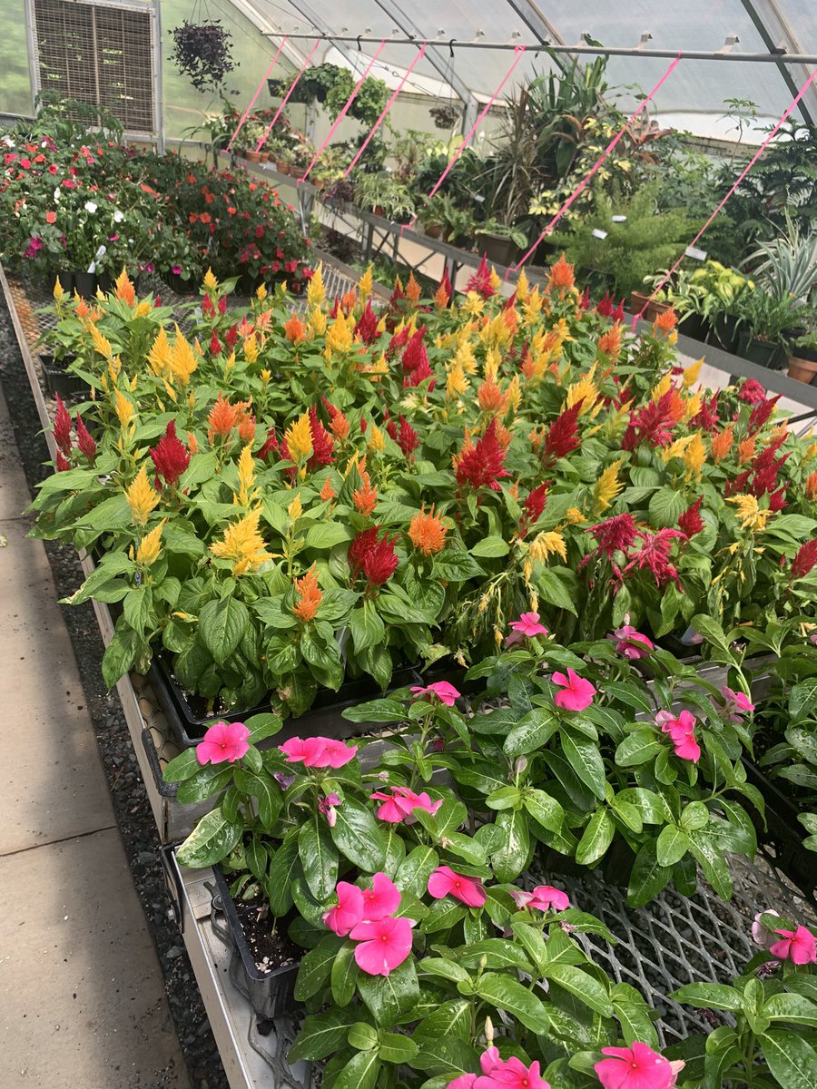 SAHS_FFA's tweet photo. Come by the greenhouse before plants sell out! https://t.co/7JqbqsPf1W