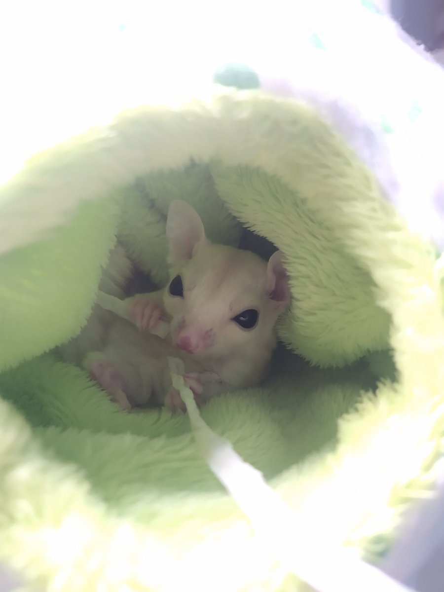 Cheongplayt's tweet photo. 설탕이 먹방 https://t.co/OmucIOwGRX