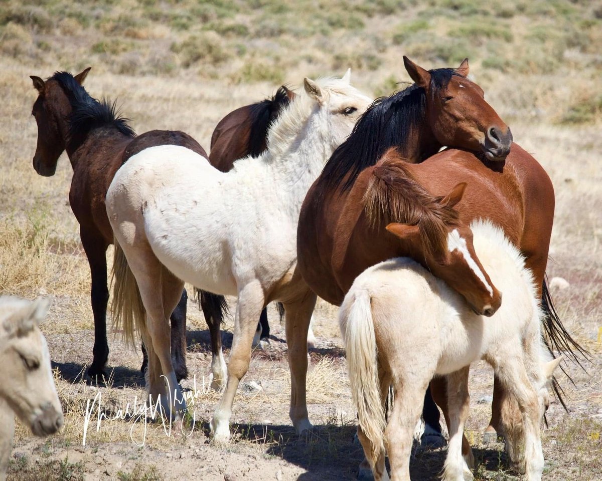 We are fam-il-y!  Sending you horsey hugs on #WildHorseWednesday. Affection and connection caught among #Nevada band members by #MartyWright  #MustangLove  #wildhorses #horses #horsestories #love #WeAreMammals #horselovers #horsegirls #StopTheRoundups @aponyhour