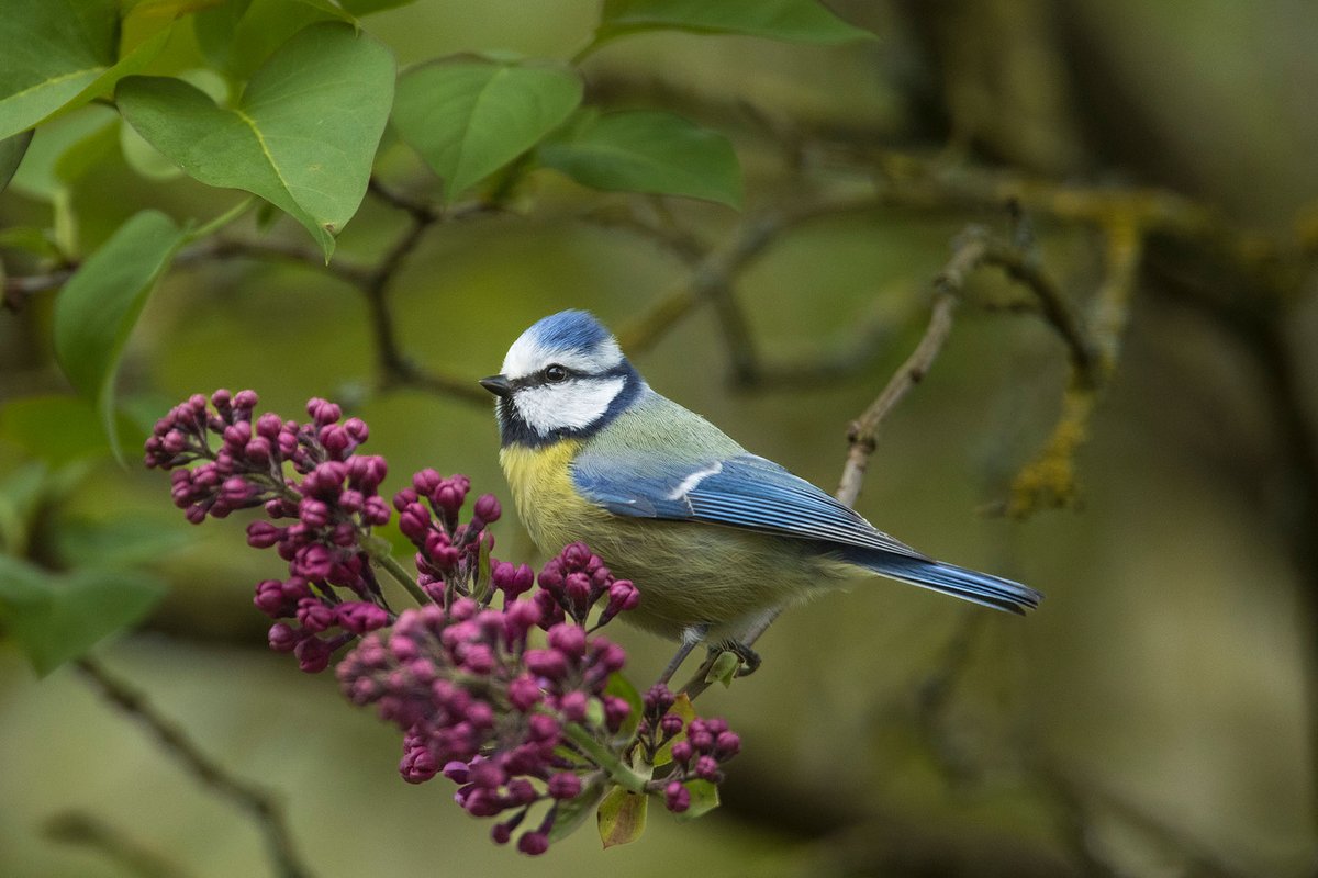 fionadeheus's tweet photo. In mei leggen alle vogels een ei https://t.co/eT4zPjJNrx https://t.co/rqBffO1xbg