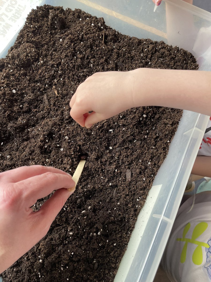 MrsGioandCo's tweet photo. Today we explored with seeds and planted green beans.  Mrs G learned the grocery store sells seedless lemons 🤣 https://t.co/FApaxPhmvC
