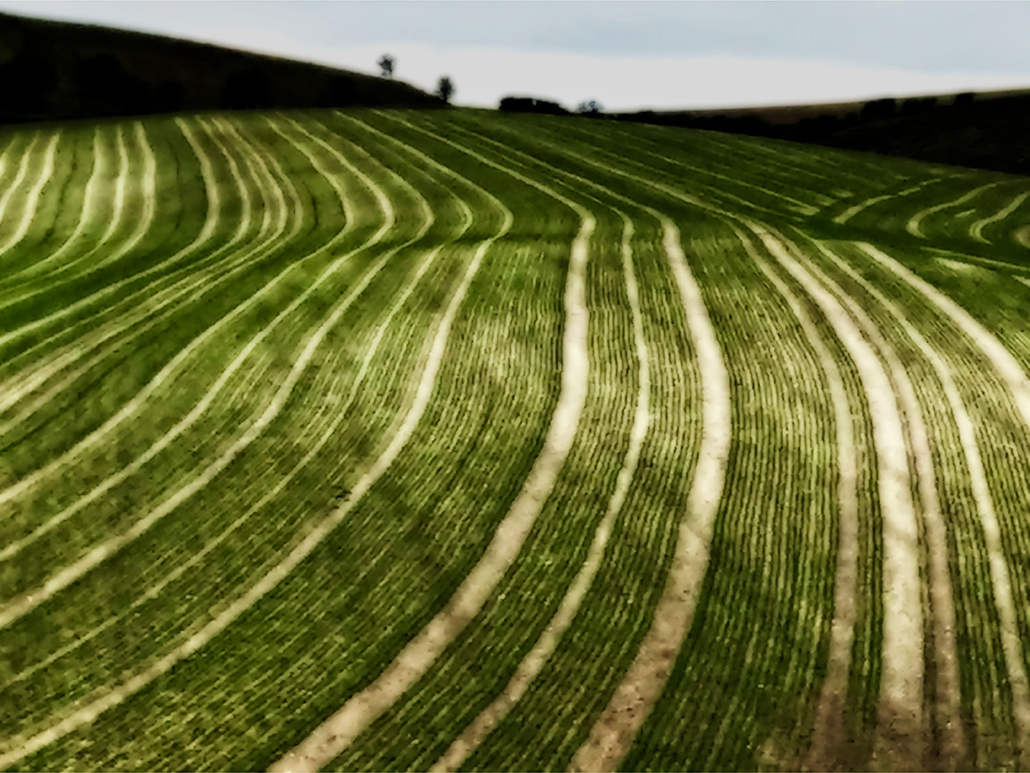 A View of Bullock Hill, 2020, Downland Impressions from the Downland Portfolio. 'It’s a landscape that has been marked for centuries by people for resource.’
#photographer #nature #art #landscape #photo #picture #fotografia #photographyart #photographic #landscapephotography