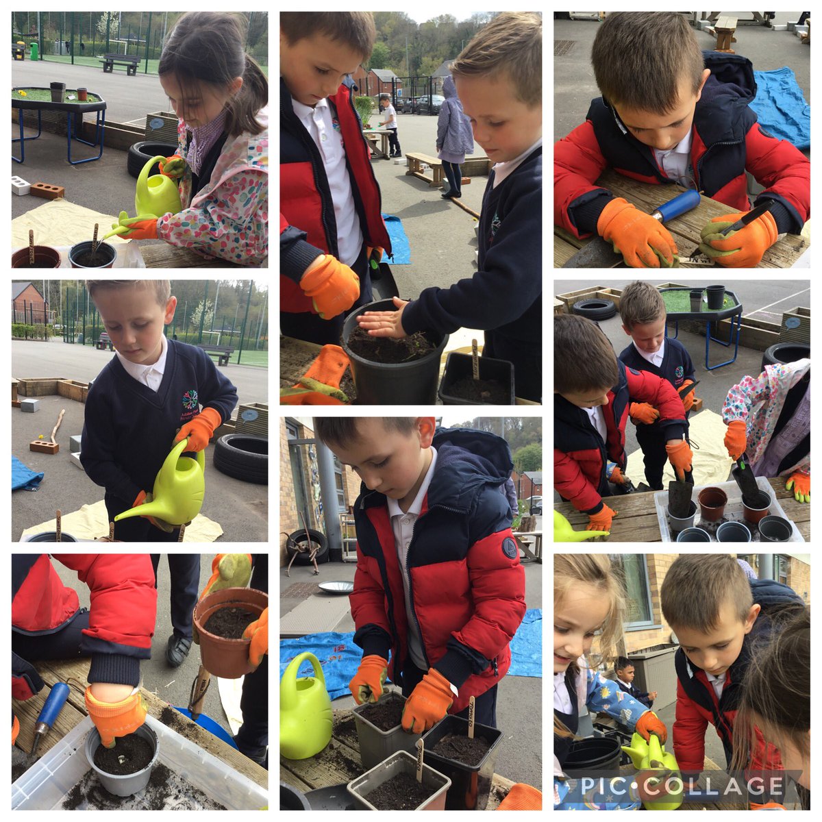 Sian Hall tweet media