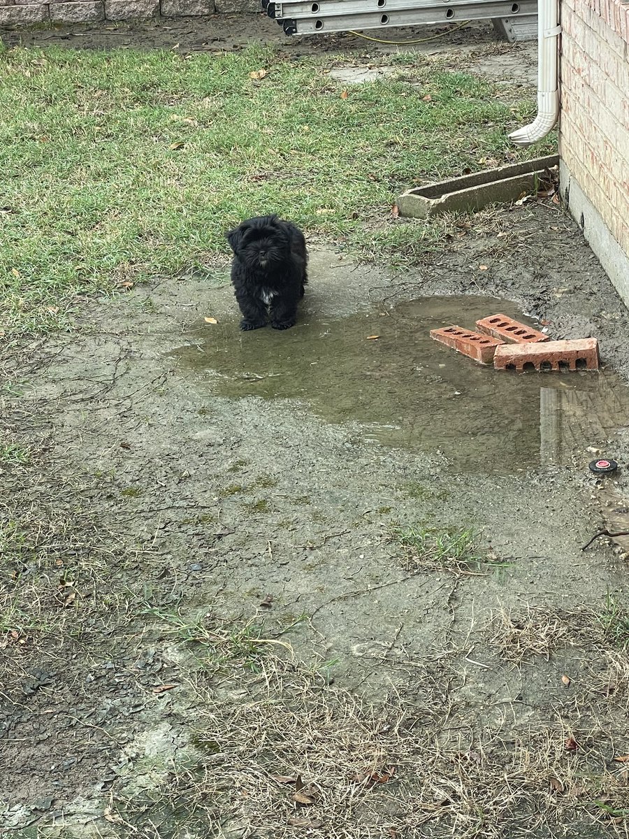 CandaceHavens's tweet photo. Mr. Poe suggests finding all the mud puddles. Even if that weird lady is yelling, “Get out of the mud, brat.” I don’t know who, brat, is but he’s in trouble. #puppies #brat #shorkie #mud #mudisfun https://t.co/zjlBFghCVP