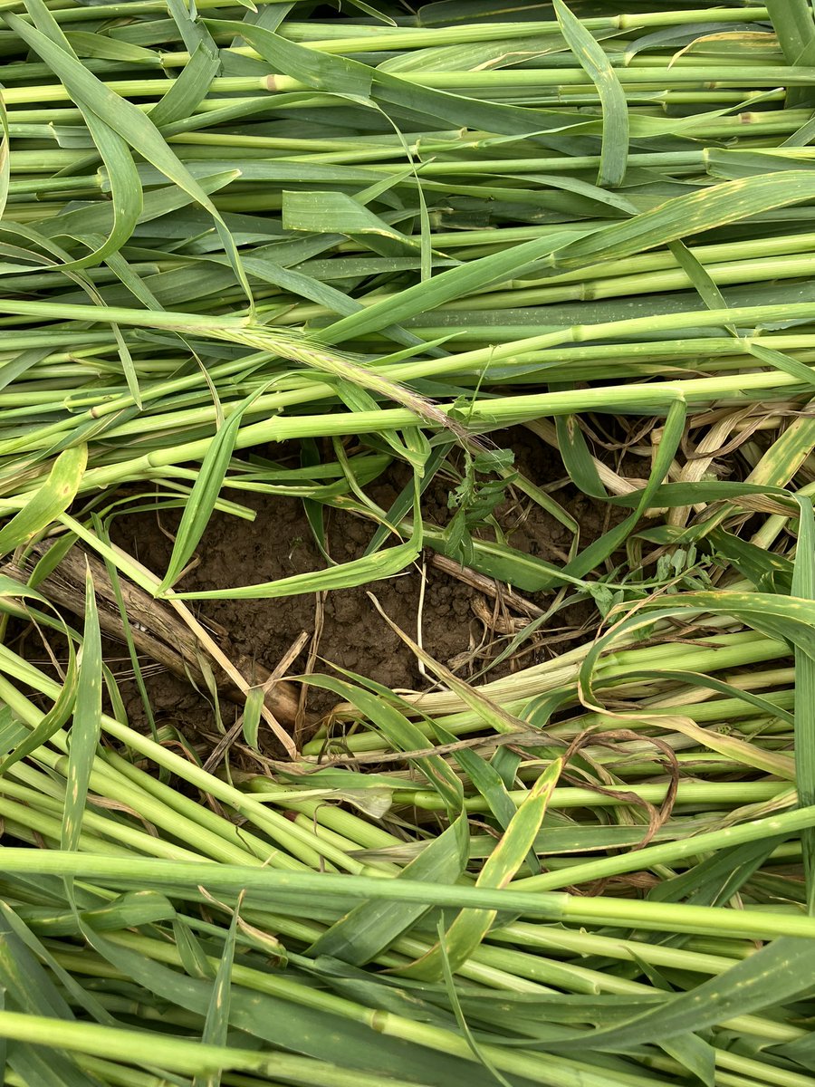 Middlehall farm tweet media