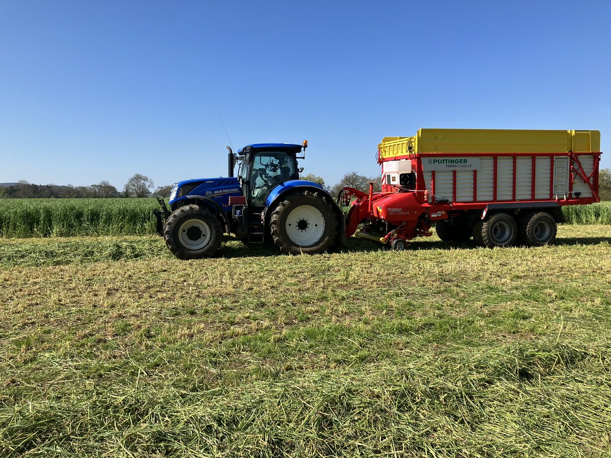 Rolling Rye and Vetch cover crop before #striptill maize to see if it helps conserve moisture later in the year will compare to bits that we cut for silage. #regenfarming #maize23 #conservationag #regenerativeagriculture @PottingerUK @NHAG_UKandROI