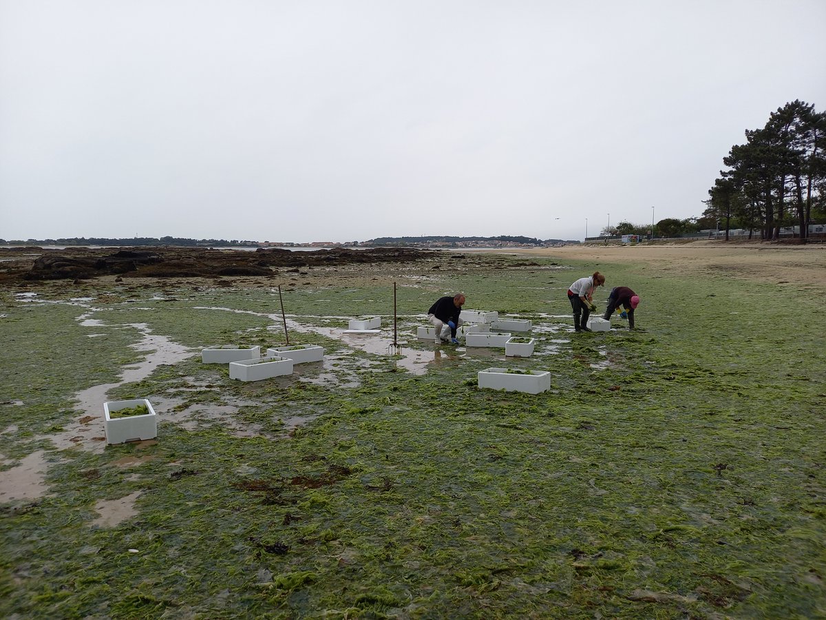 alehoop_h2020's tweet photo. Last week, with the collaboration of Vilanova de Arousa Brotherhood of shellfish gatherers, our colleagues from @anfacocecopesca collected 200kg of #algae brought to the seashore by currents 🌊 They  were picked to extract #proteins at a pilot scale within the ALEHOOP  project. https://t.co/WxsNInc9bO