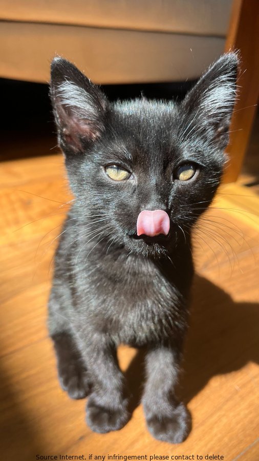 Fishtopher is all grown up on #TongueOutTuesday! Thanks to #straycatalliance and fostering, this little boy has a new lease on life. #Cats