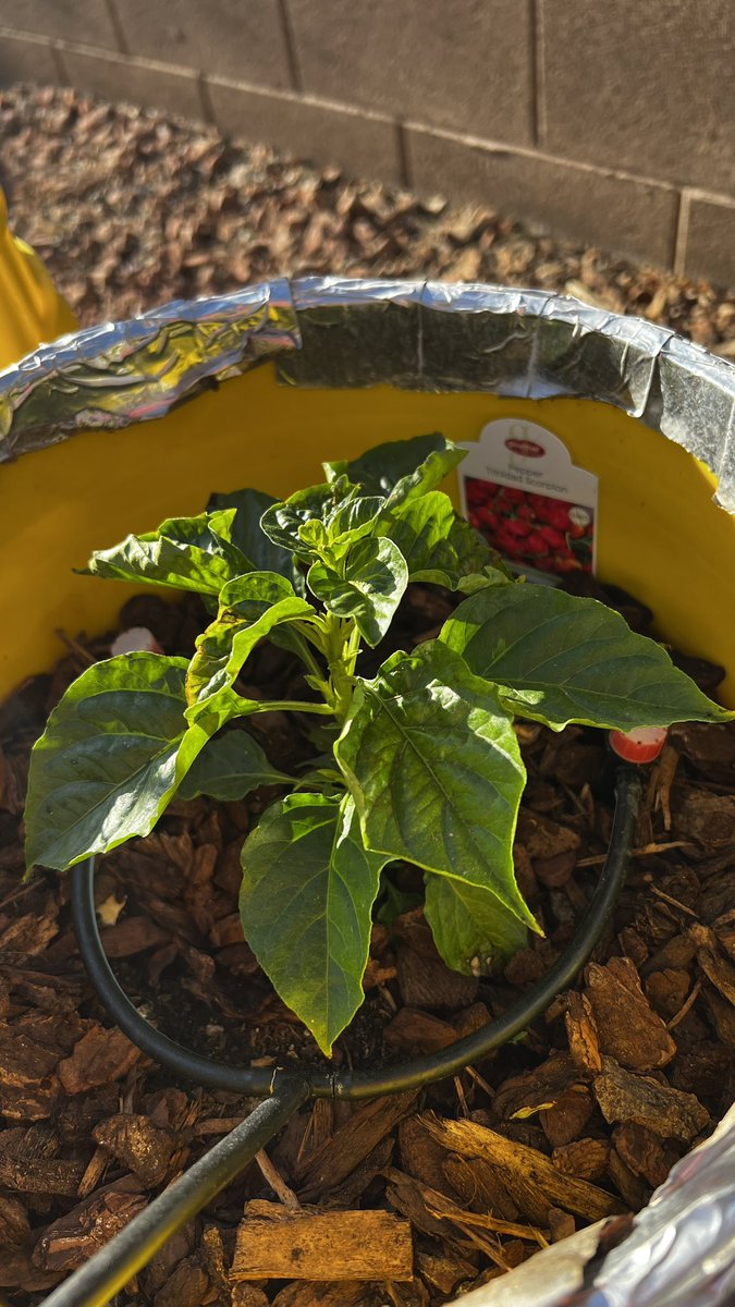 garnerbiker's tweet photo. Trinidad Scorpion action in Las Vegas. #trinidadscorpion https://t.co/G1frOSXNu9