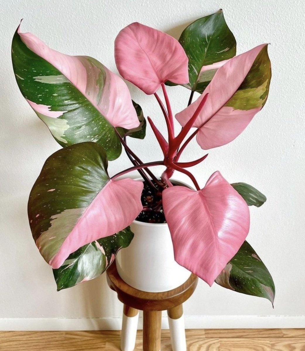 HobbyistPlant's tweet photo. Philodendron Pink Princess is a must have 🌿 https://t.co/R65bDah2wo