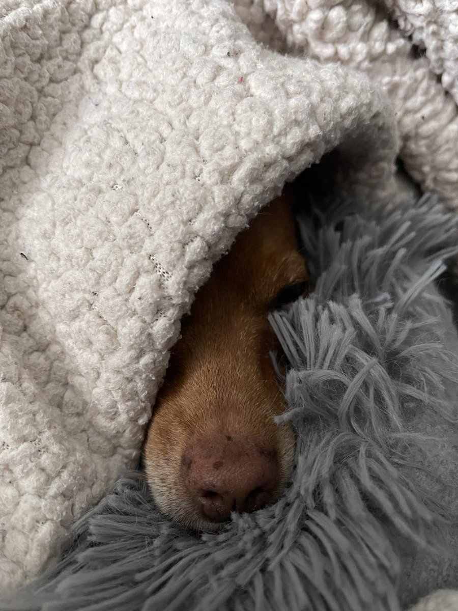 MissBarkyFace's tweet photo. Is it morning? https://t.co/eb0iisDWrS