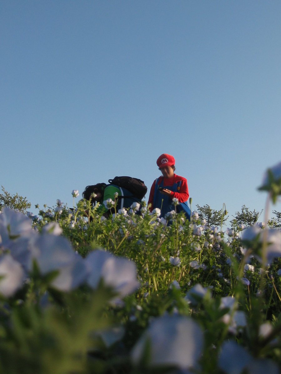 昨日ネモフィラ見に行った時の写真見返してたらなんかマリオとルイージ写り込んでた📸
