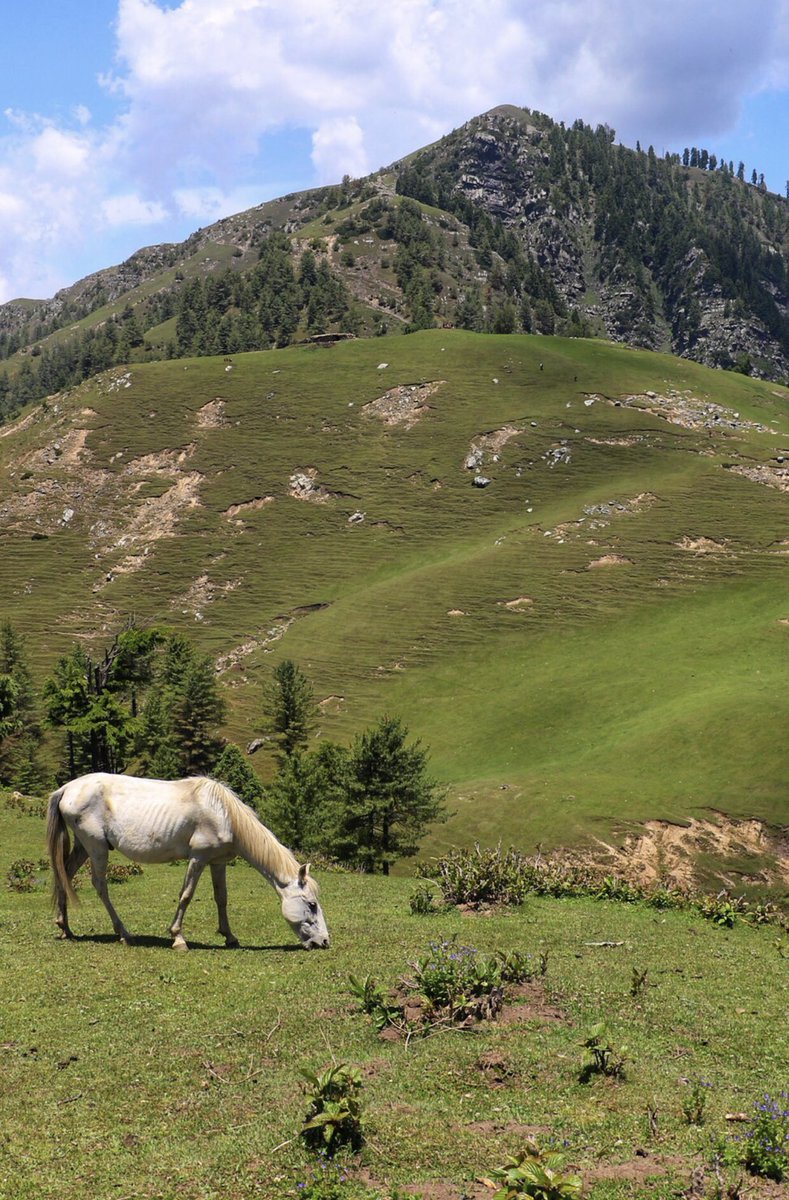 Zayeem0's tweet photo. Being lonely doesn’t mean you’re alone. It’s the conversation with nature you are having in your best phase of life . #mahuvalley #banihal #JammuKashmir #jammutourism #IncredibleIndia #NatGeo #natgeoindia @JandKTourism @incredibleindia https://t.co/aZEQ8D1puI