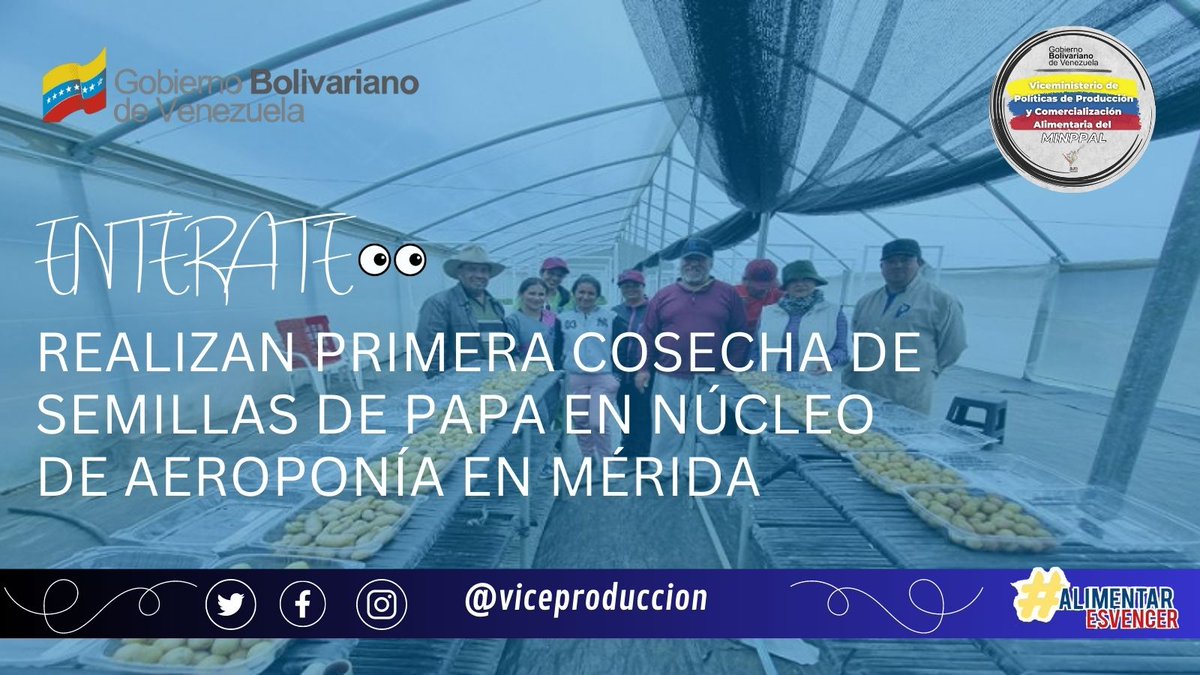 #26Abr | #Mérida | Miembros de @proinpa realizaron la primera cosecha de cultivos de #papa con la técnica de la #aeroponía para contribuir con la soberanía alimentaria del país.

#ConSancionesNada
#AlimentarEsVencer
#AlimentarEsAmarAVenezuela