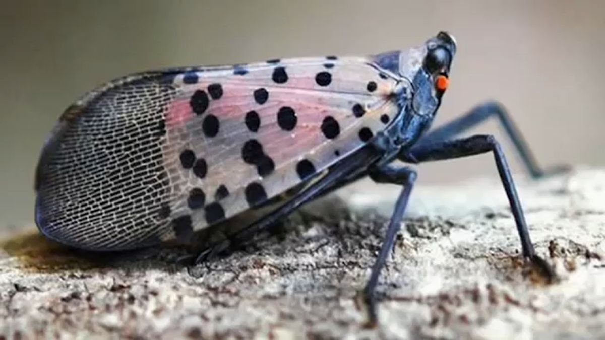 ABC7NY's tweet photo. New York officials prepare to fight another season of the spotted lanternfly https://t.co/pcul8ELp6G https://t.co/mzjZ96SSCZ