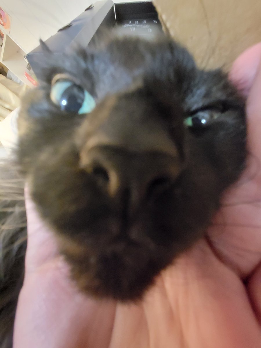 cats who share one braincell tweet media