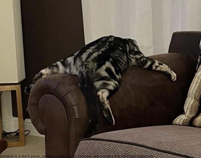 Apollo is settling into his new #furever home after just a week; he's already making himself comfortable and enjoying the good life. Adopted from Cats Protection, he's a reminder of the benefits of #AdoptDontShop! #HereForTheCats #MoreThanJustAMoggy #Cats