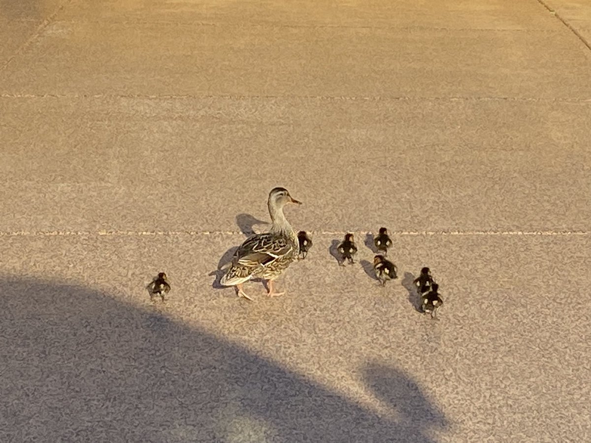 As officers, we are dispatched to various calls throughout the day. 

Today Ofc. Mike was dispatched to an animal emergency where these seven little guys were stuck in a storm drain. He removed the grate and gathered them up for a reunion with Mom. 

#SCIPD #community #duckrescue