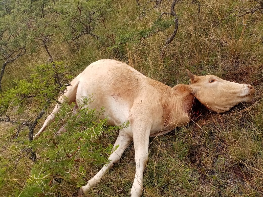 BoetaVonA_1's tweet photo. Warning ⚠ Graphic photos: They do this to my livestock, when I retaliate people will judge me but I don't care. I will deal with those responsible absolutely https://t.co/RTGGheNdGv